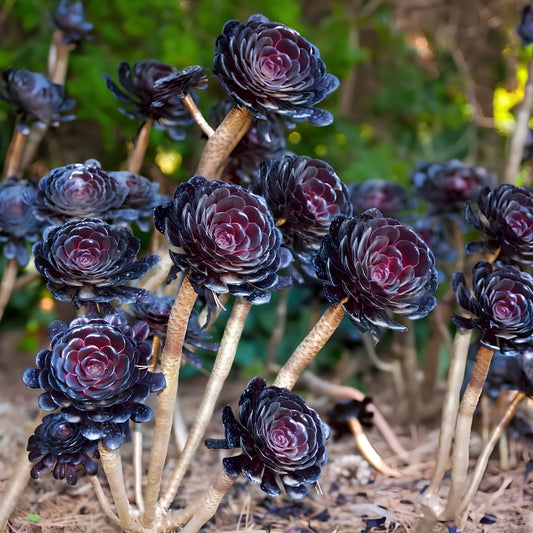 Aeonium 'Black Rose' – Architectural Succulent Beauty