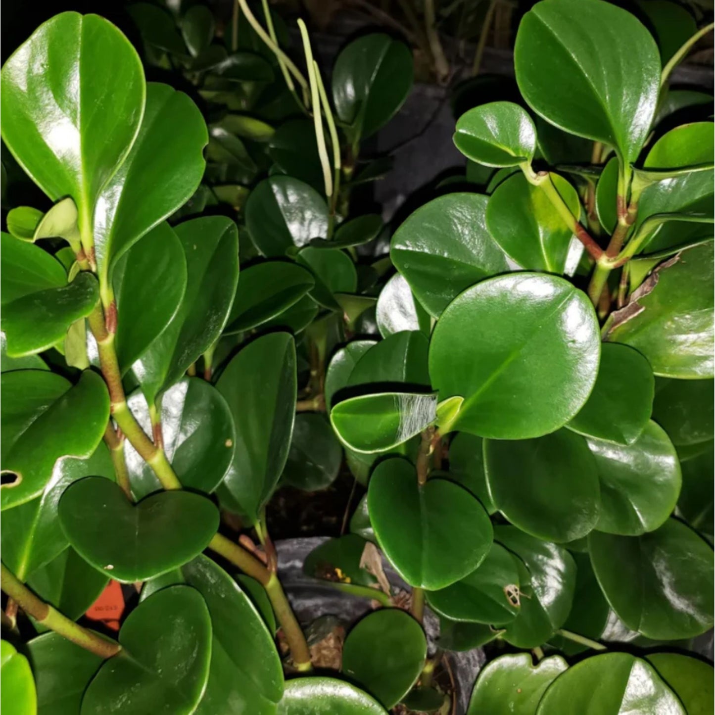 Baby Rubber Plant – Compact Indoor Favorite