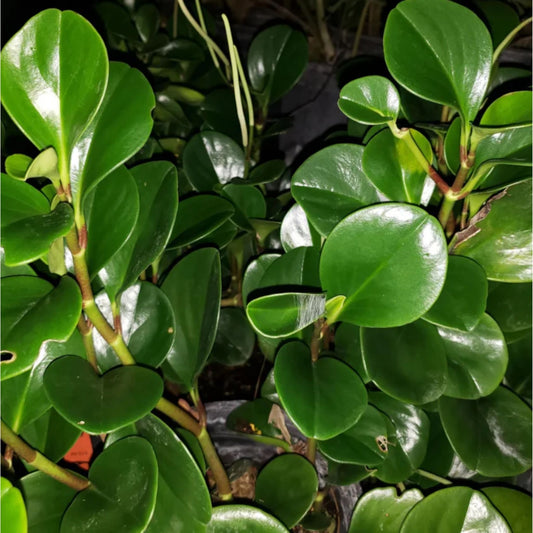 Baby Rubber Plant – Compact Indoor Favorite