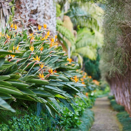 Birds of Paradise (Strelitzia Reginae)