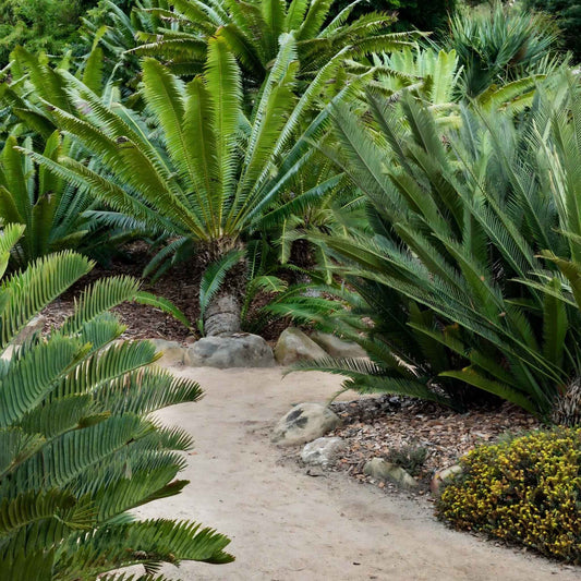 Premium Cycad Palm — Timeless Structure, Effortless Presence