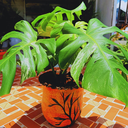 Variegated Monstera Deliciosa – Tropical Statement Plant