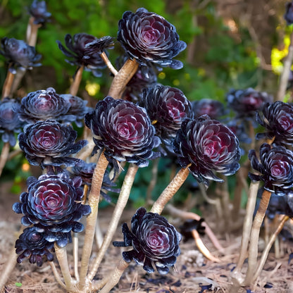 Aeonium 'Black Rose' – Architectural Succulent Beauty