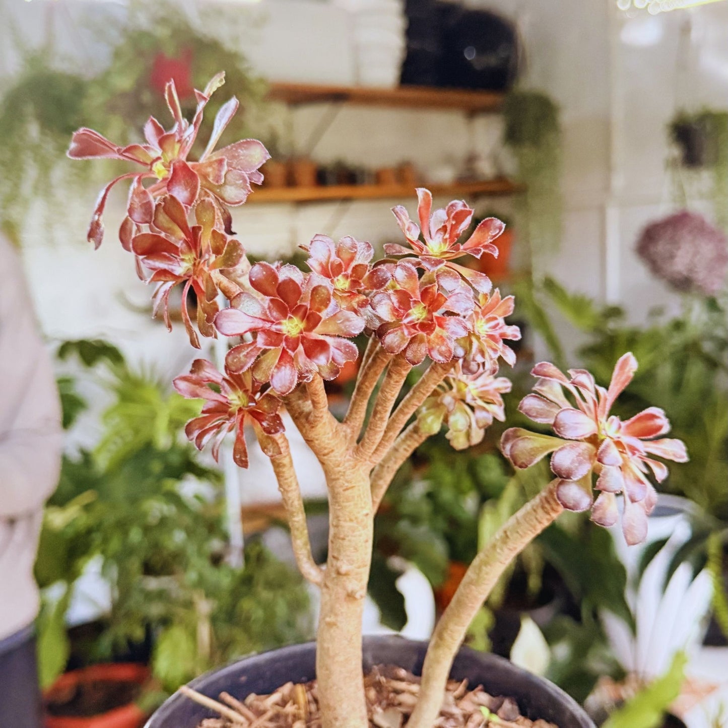 Aeonium 'Black Rose' – Architectural Succulent Beauty