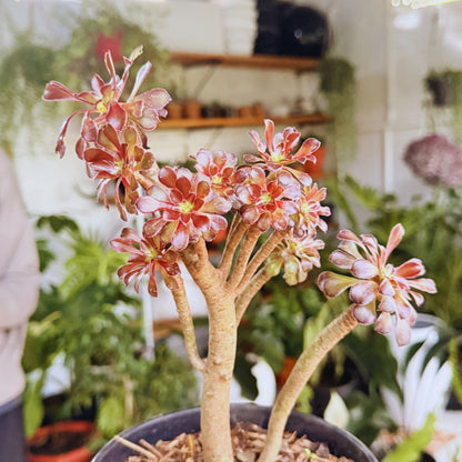 Aeonium 'Black Rose' – Architectural Succulent Beauty