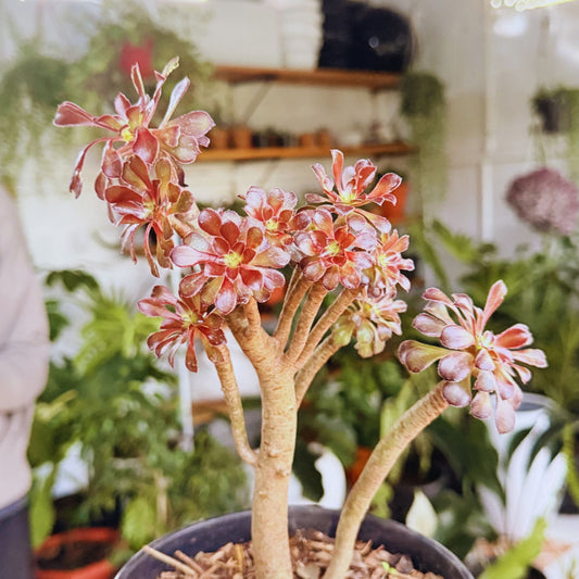 Aeonium 'Black Rose' – Architectural Succulent Beauty