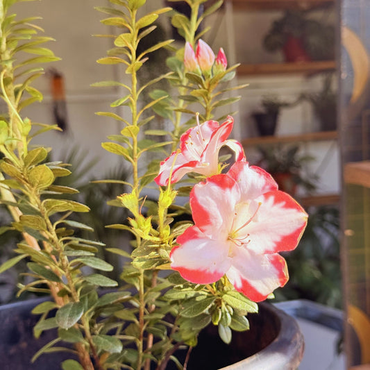 Azalea – Elegant Flowering Plant