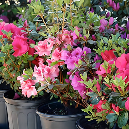 Azalea – Elegant Flowering Plant