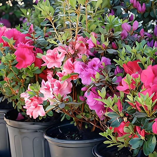 Azalea – Elegant Flowering Plant
