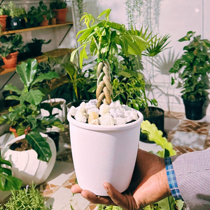 Braided Money Tree