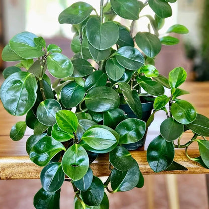 Baby Rubber Plant – Compact Indoor Favorite