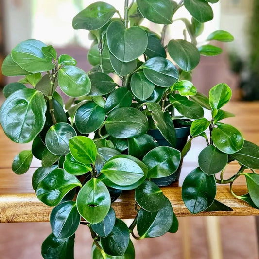 Baby Rubber Plant – Compact Indoor Favorite