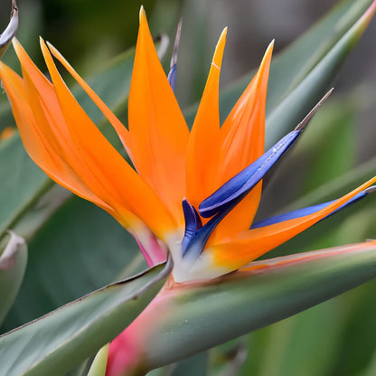 Birds of Paradise (Strelitzia Reginae)