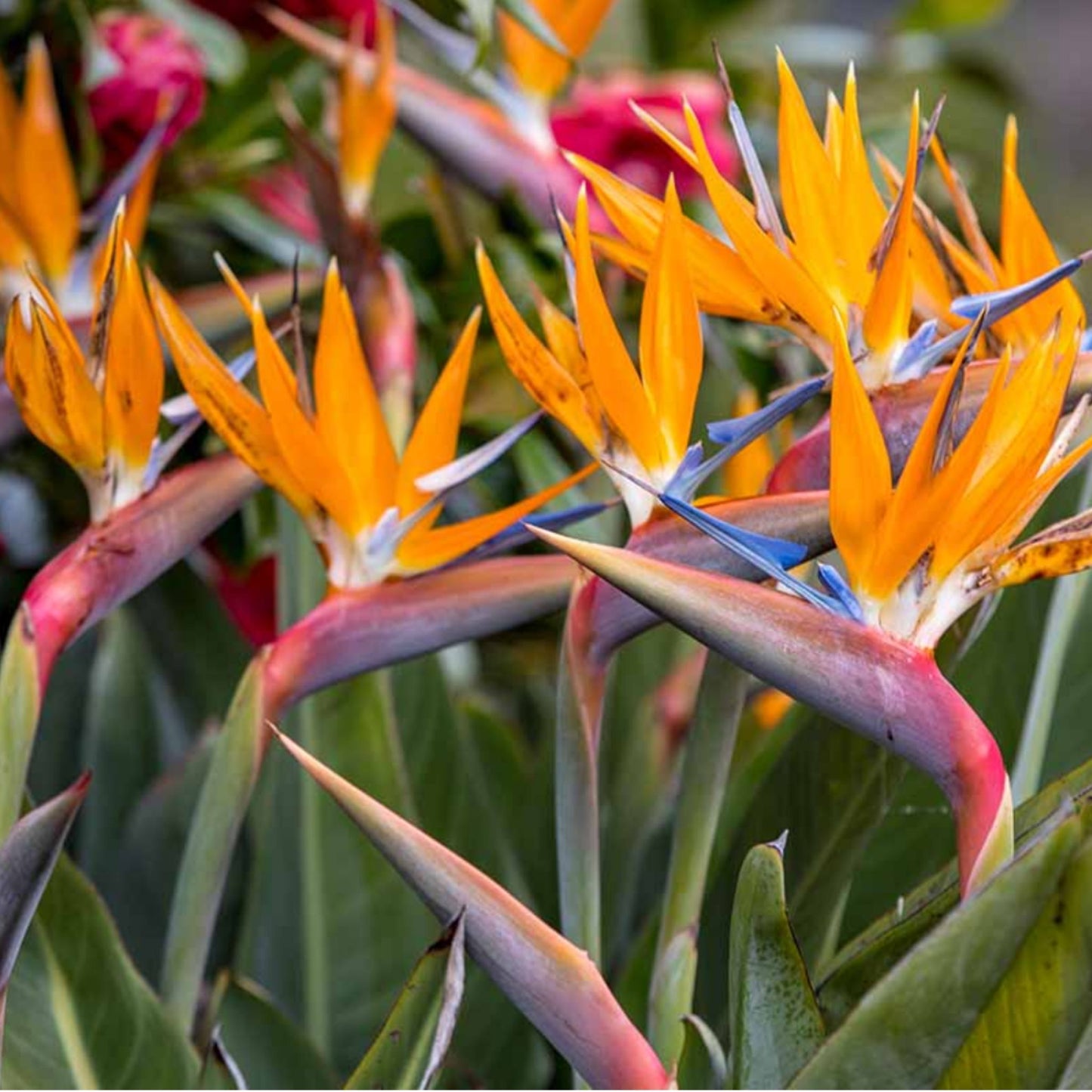 Birds of Paradise (Strelitzia Reginae)