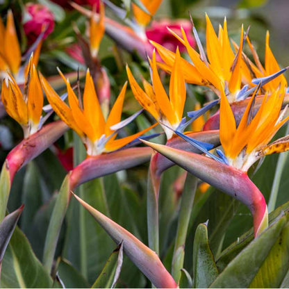 Birds of Paradise (Strelitzia Reginae)