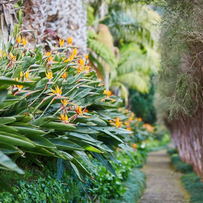 Birds of Paradise (Strelitzia Reginae)
