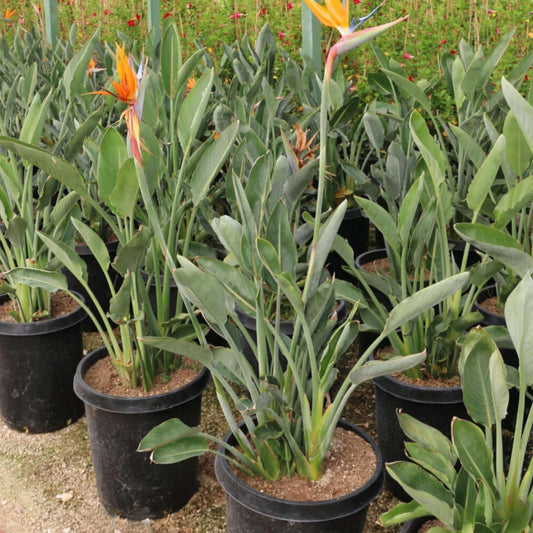Birds of Paradise (Strelitzia Reginae)