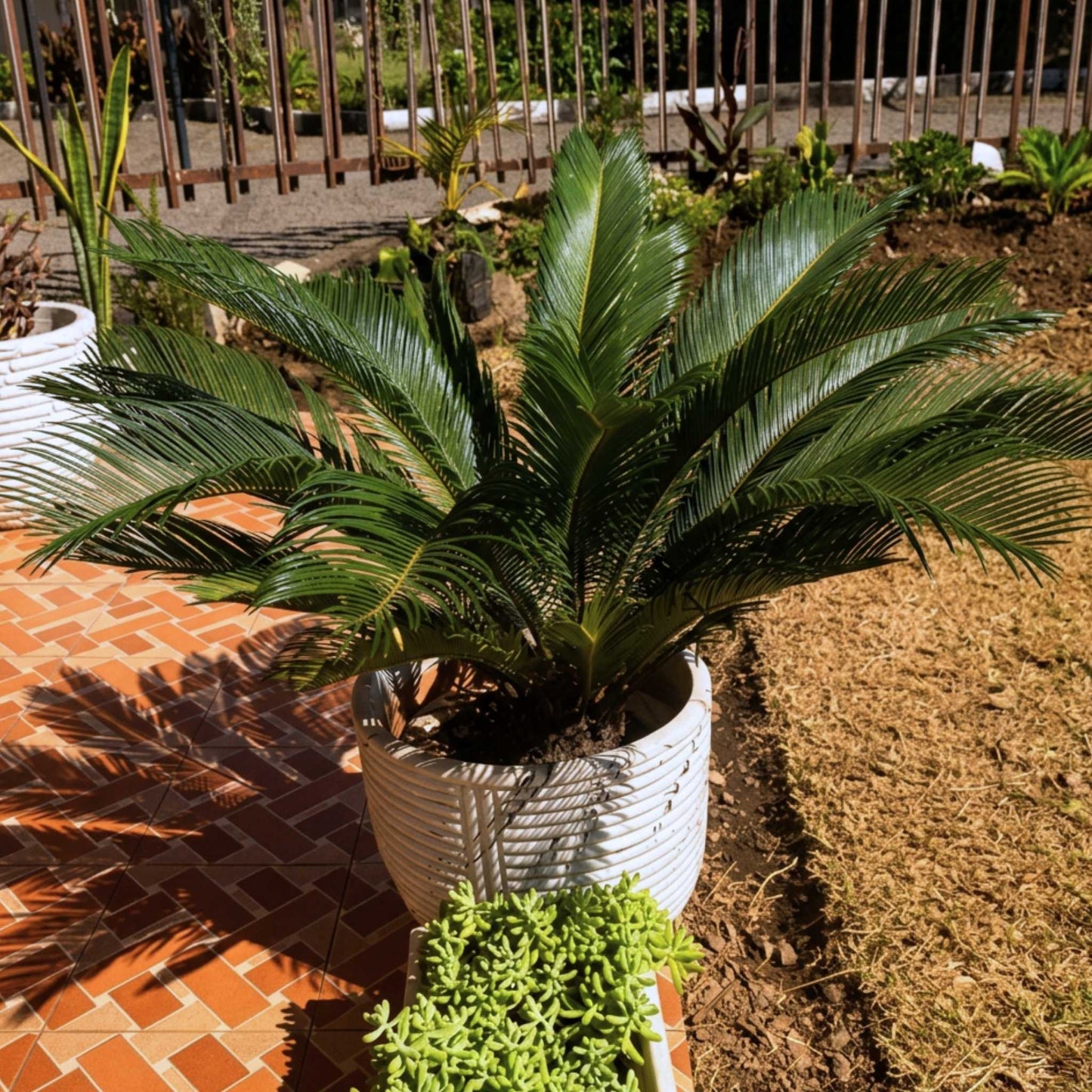 Premium Cycad Palm — Timeless Structure, Effortless Presence