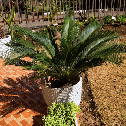 Premium Cycad Palm — Timeless Structure, Effortless Presence