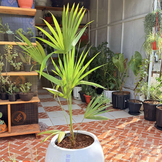 Dancing Lady Palm – Tropical Elegance for Any Space
