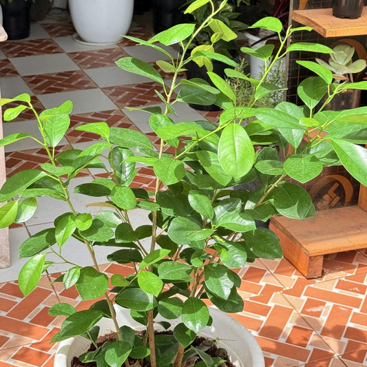 Ficus Microcarpa – Elegant Indoor Tree