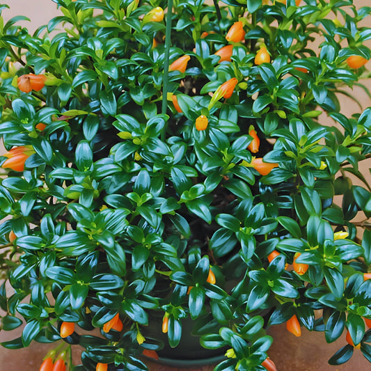 Goldfish Plant (Nematanthus) – Flowering Indoor Beauty