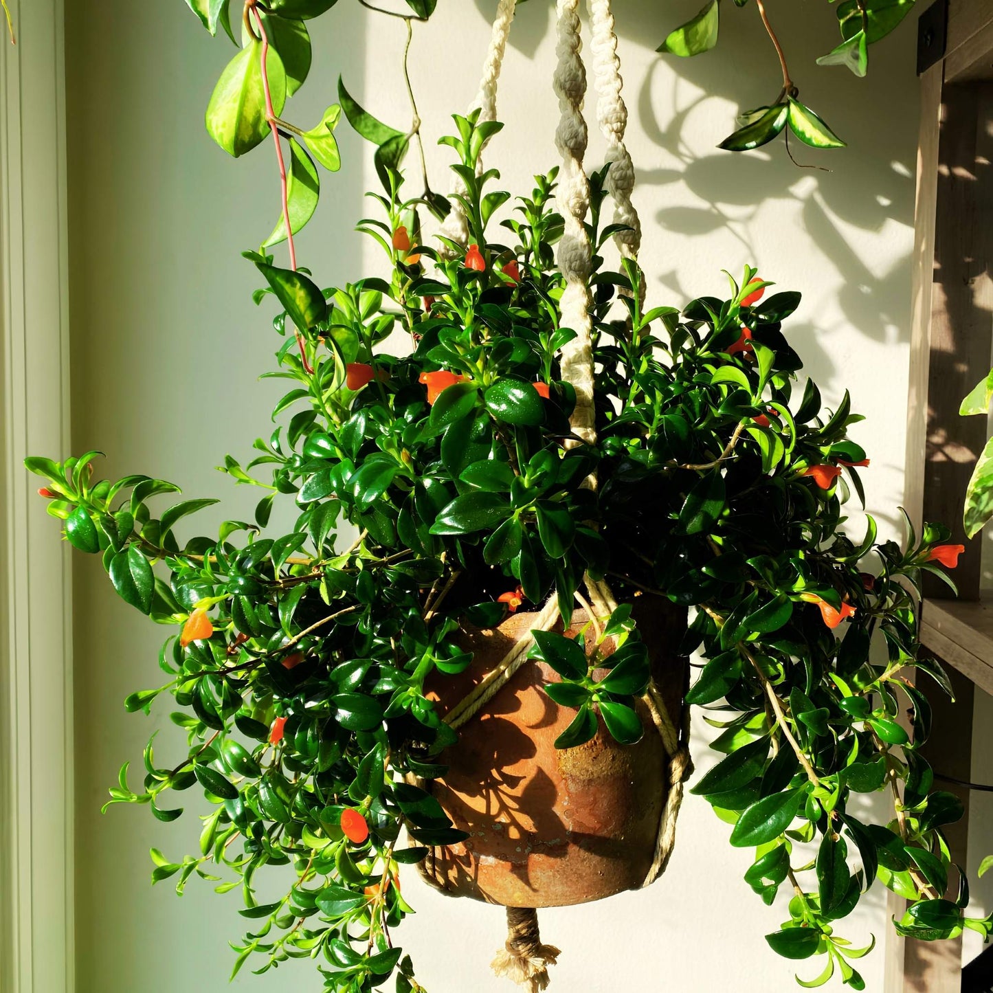 Goldfish Plant (Nematanthus) – Flowering Indoor Beauty