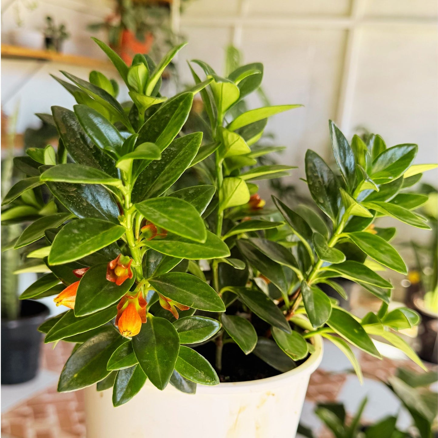 Goldfish Plant (Nematanthus) – Flowering Indoor Beauty