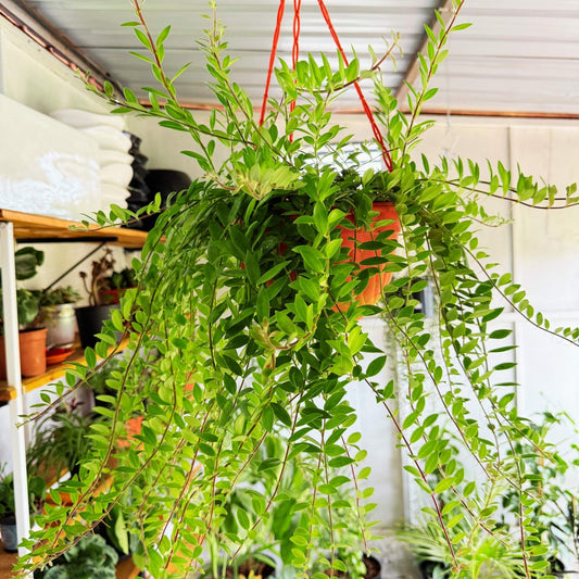 Lipstick Plant (Hanging Basket)