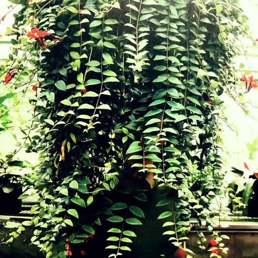 Lipstick Plant (Hanging Basket)