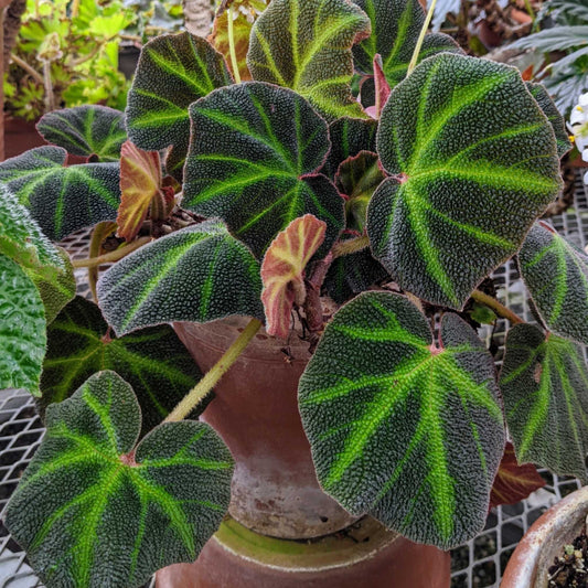 Strawberry Begonia - Exotic Textured Indoor Plant