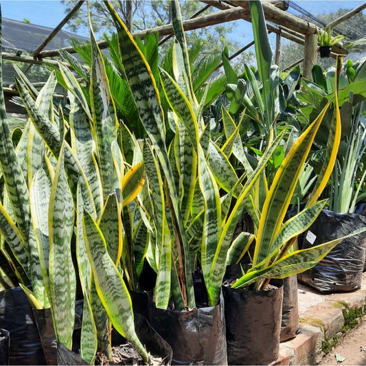 Yellow Snake Plant (Sansevieria Laurentii)
