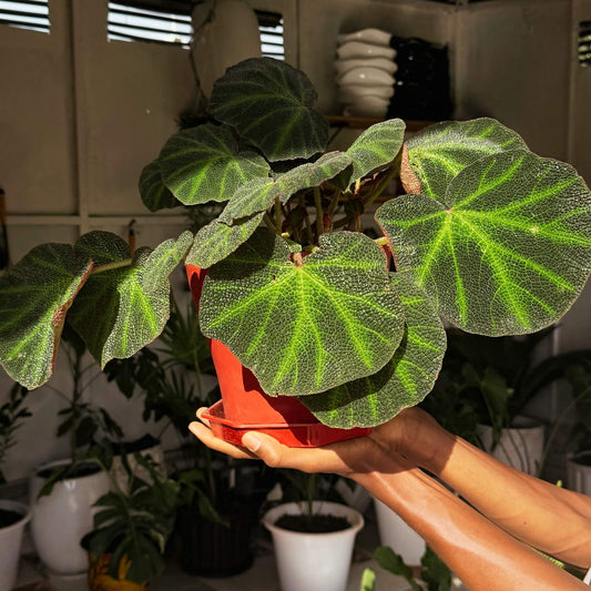 Strawberry Begonia - Exotic Textured Indoor Plant