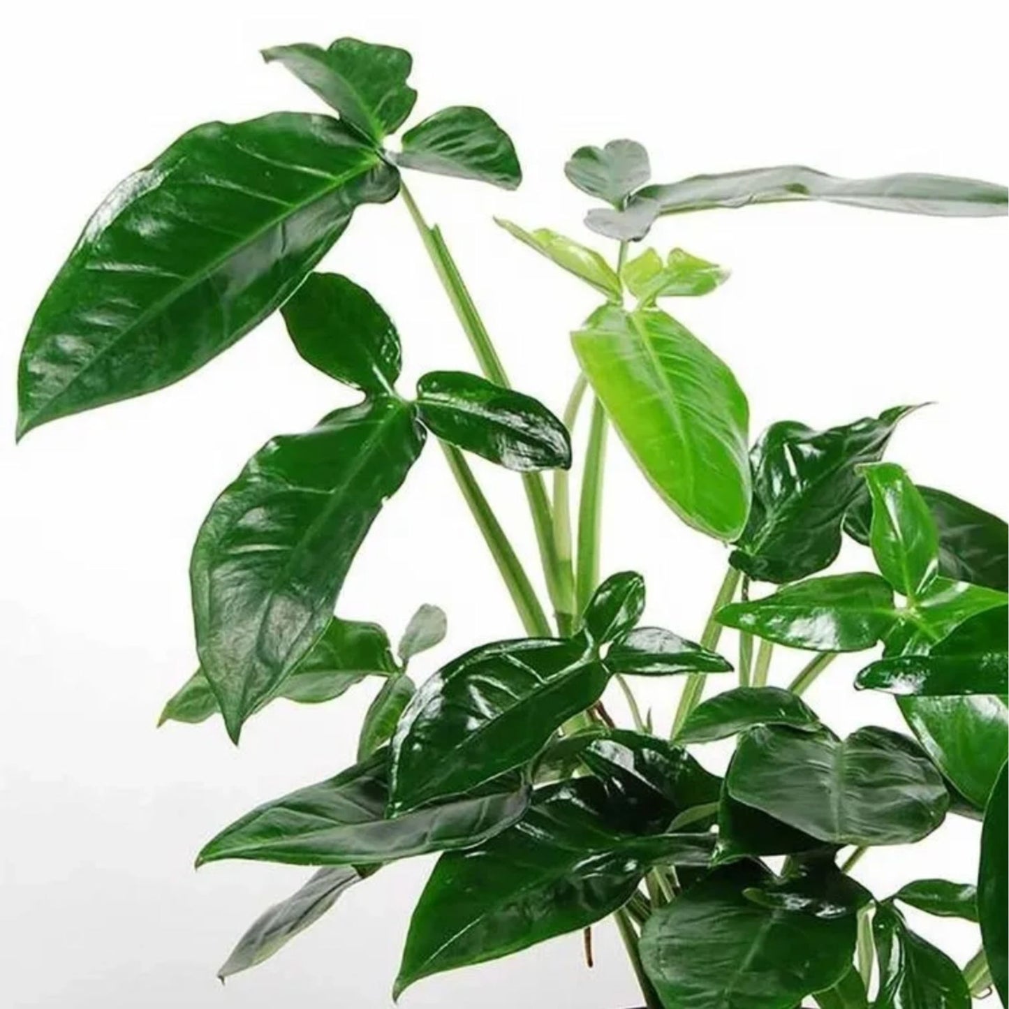 Tri-Leaf Wonder – Colorful Ornamental Plant