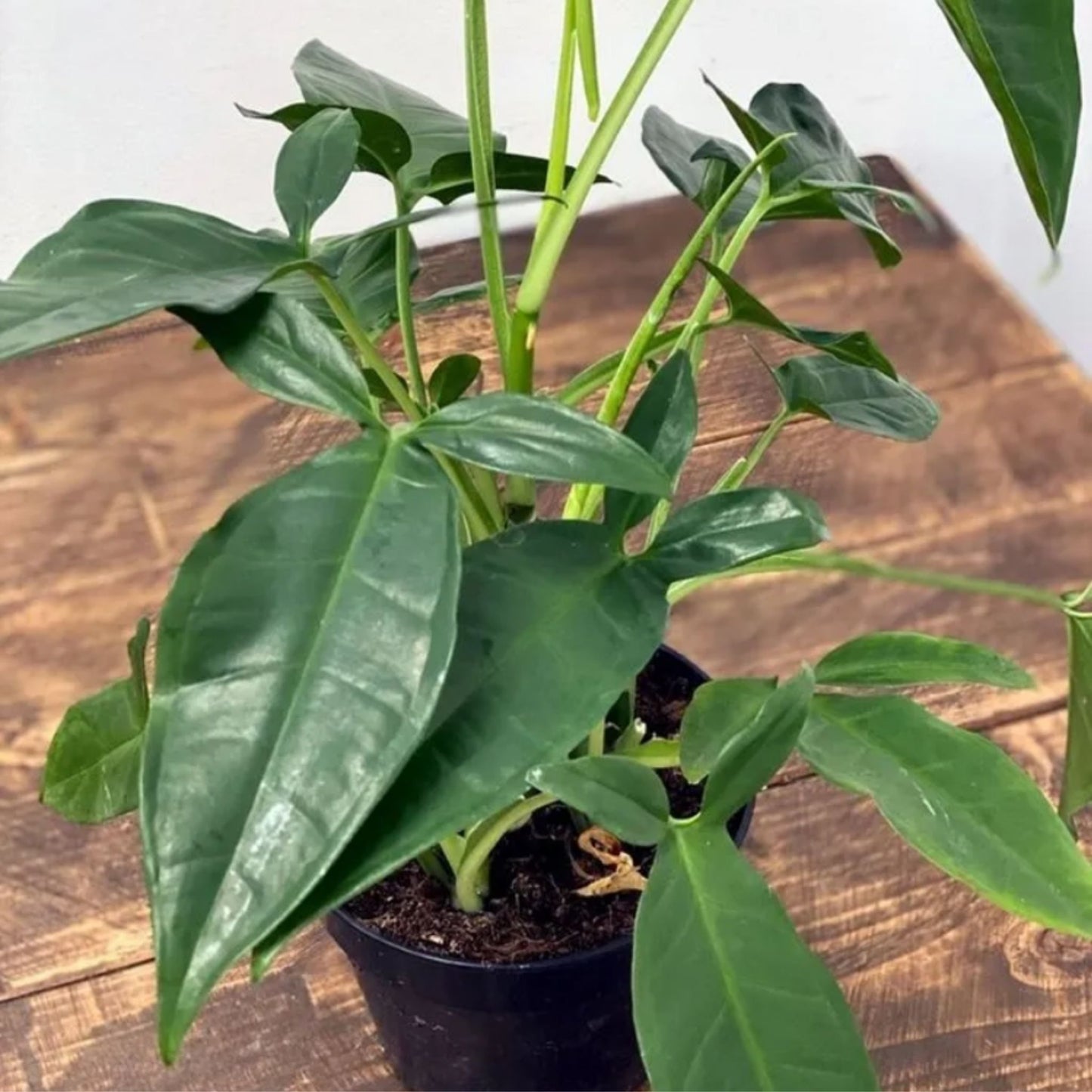Tri-Leaf Wonder – Colorful Ornamental Plant