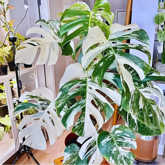 Variegated Monstera Deliciosa – Tropical Statement Plant